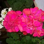 盖斯特豪斯查布公寓 公寓 *